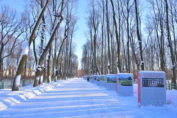 Alley in de zomertuin op winter in St.Petersburg. — Stockfoto