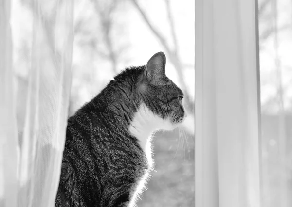 Portret van een kat. — Stockfoto