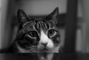 Bir kedinin portresi.