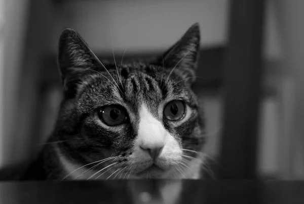 Portret van een kat. — Stockfoto