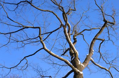 Mavi gökyüzü arka planında ağaç dalları.
