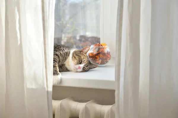 Slapende kat op het raam. — Stockfoto