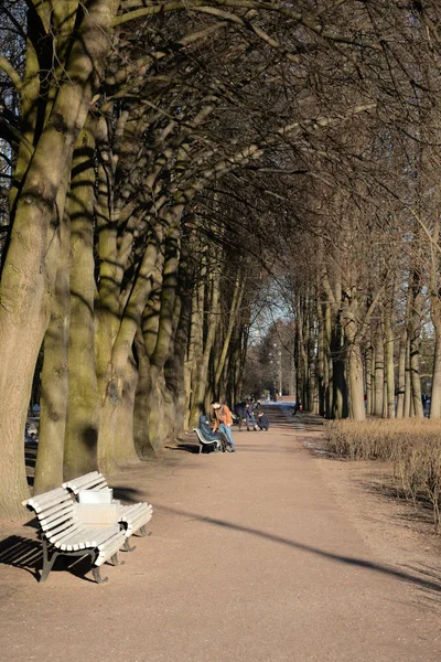 Park alley at spring.