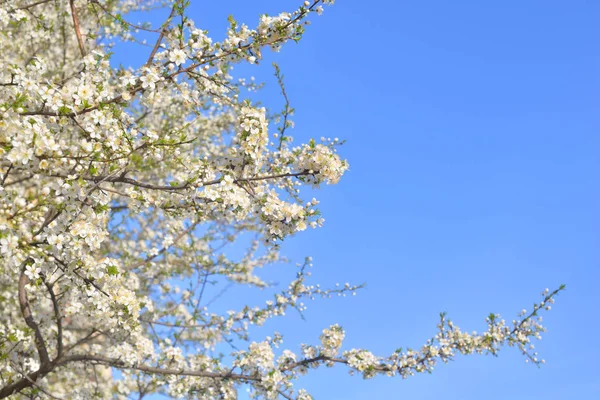 Pommier en fleurs. — Photo