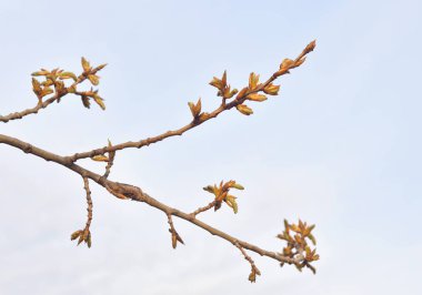 Küpe çiçekli kavak.