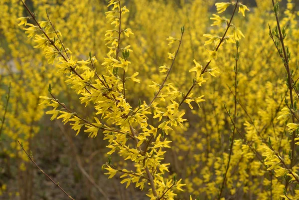 Fleurs Forsythia jaunes . — Photo
