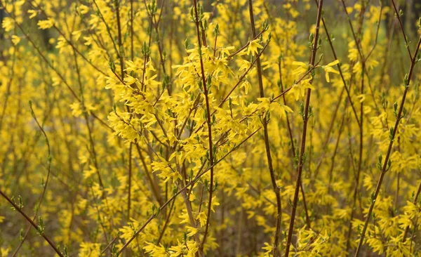 Fleurs Forsythia jaunes . — Photo