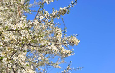 Çiçek açan elma ağacı.