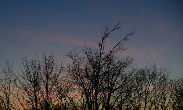 Silhouettes of trees on a sunset background. — Stock Photo, Image