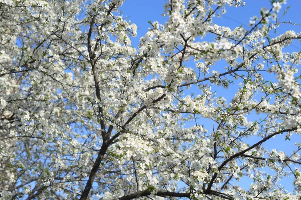 Pommier en fleurs. — Photo