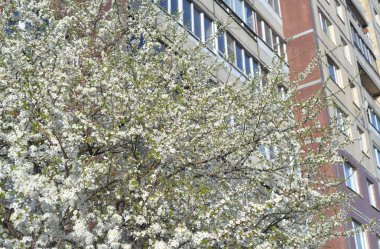 Çiçek açan elma ağacı.