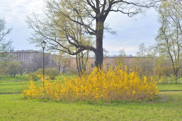 Forsythia bush a sárga virágok. — Stock Fotó