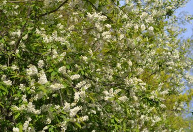 Çiçek açan kuş kiraz ağacı.