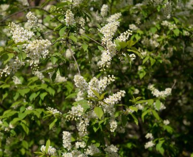Çiçek açan kuş kiraz ağacı.