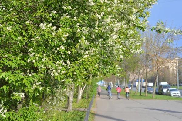 Çiçek açan kuş kiraz ağacı. — Stok fotoğraf