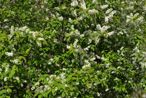 Kvetoucí ptačí třešeň. — Stock fotografie