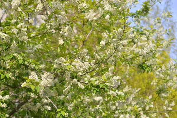 Blossoming bird cherry tree. — Stock Photo, Image