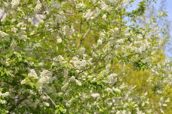 Kvetoucí ptačí třešeň. — Stock fotografie