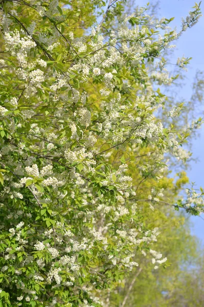 Cerisier oiseau en fleurs. — Photo