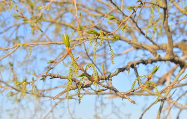 Kavak ağacının taze yaprakları.