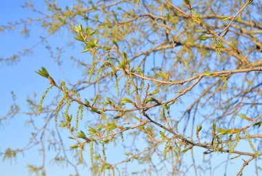 Kavak ağacının taze yaprakları.