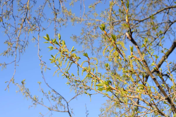 Young foliage of poplar. — 스톡 사진
