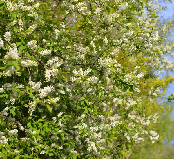 Blossoming bird cherry tree. — Stock Photo, Image