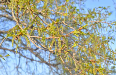 Kavak ağacının taze yaprakları.