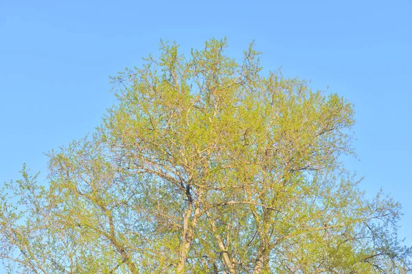 Junges Laub der Pappel. — Stockfoto