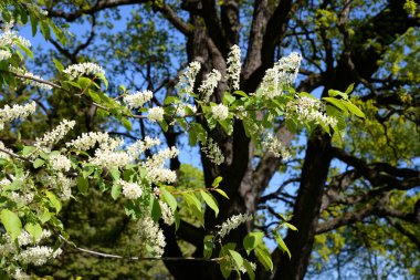 Çiçek açan kuş kiraz ağacı.