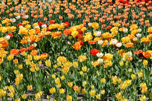 Blühende Tulpen Hintergrund. — Stockfoto