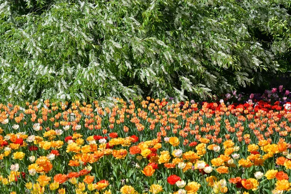 Blühende Tulpen Hintergrund. — Stockfoto
