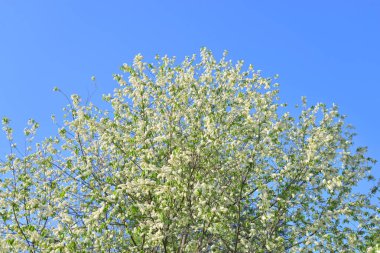 Çiçek açan kuş kiraz ağacı.