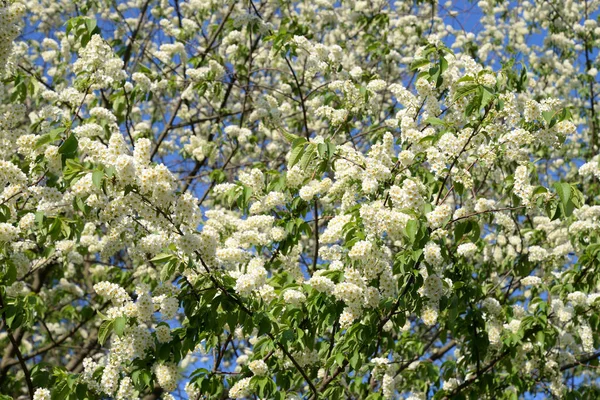 Cerisier oiseau en fleurs. — Photo