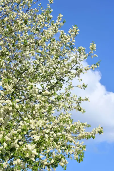 Cerisier oiseau en fleurs. — Photo