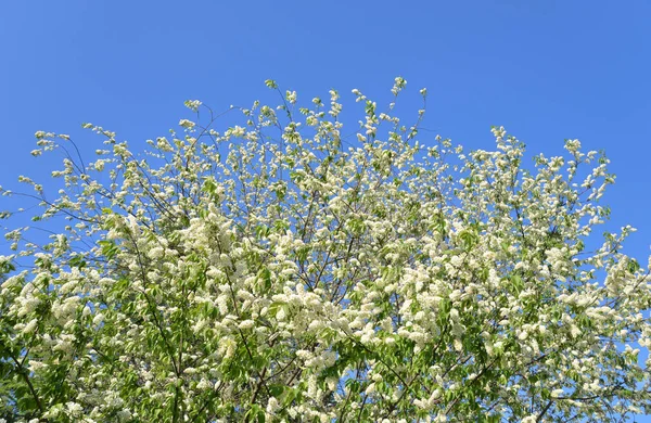 Cerisier oiseau en fleurs. — Photo