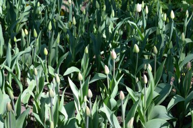 Unblown lale closeup.