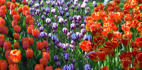 Blossoming tulips closeup. — Stock Photo, Image