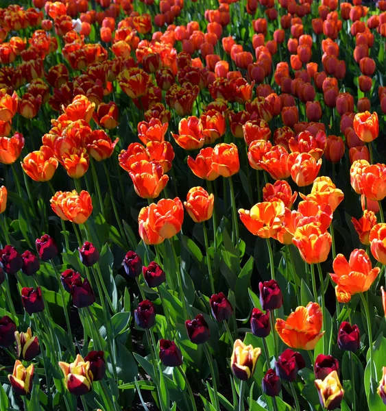 Blossoming tulips closeup. — Stock Photo, Image