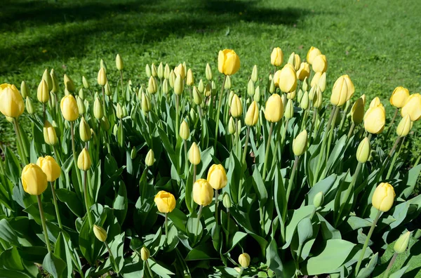 Tulipani in fiore primo piano . — Foto Stock