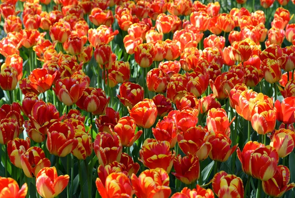 Blühende Tulpen Nahaufnahme. — Stockfoto