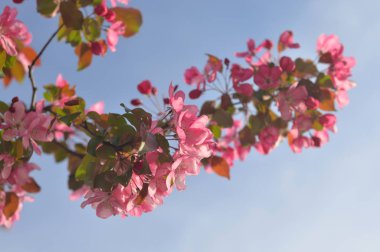 Çiçekaçan pembe elma ağacı dalı.