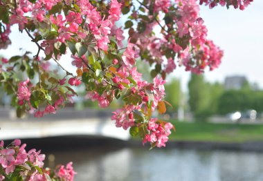 Çiçekaçan pembe elma ağacı dalı.