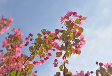 Çiçekaçan pembe elma ağacı dalı.