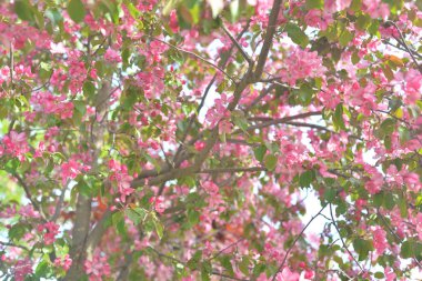 Pembe elma ağacı çiçek açan.