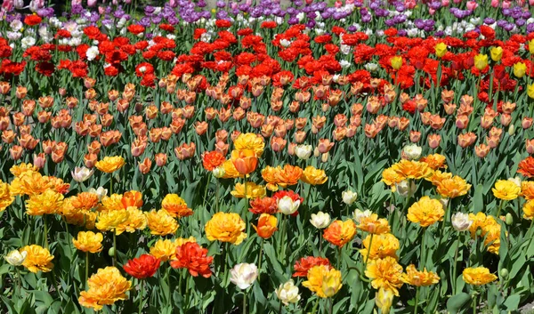 Blühende Tulpen Hintergrund. — Stockfoto