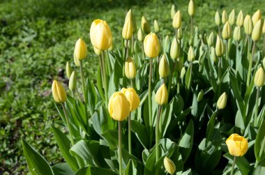 Çiçek açan laleler yakın çekim.