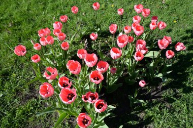 Çiçek açan laleler yakın çekim.