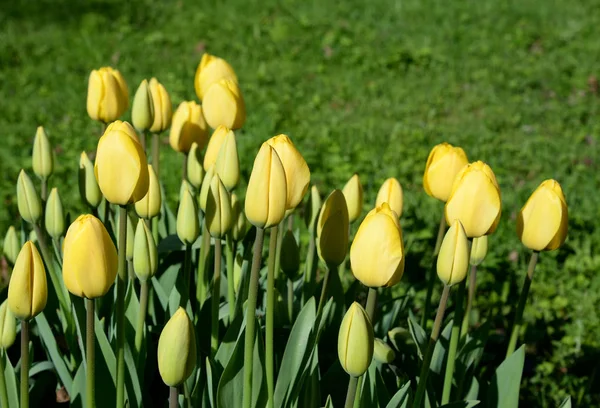 Tulipani in fiore primo piano . — Foto Stock
