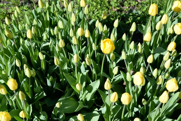 Tulipani in fiore primo piano . — Foto Stock